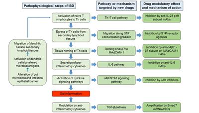 Frontiers in Drug Research and Development for Inflammatory Bowel Disease